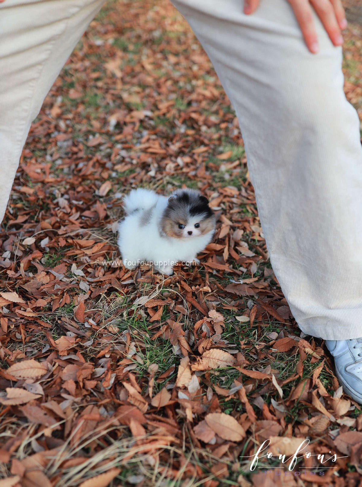 Kai - Pomeranian M.