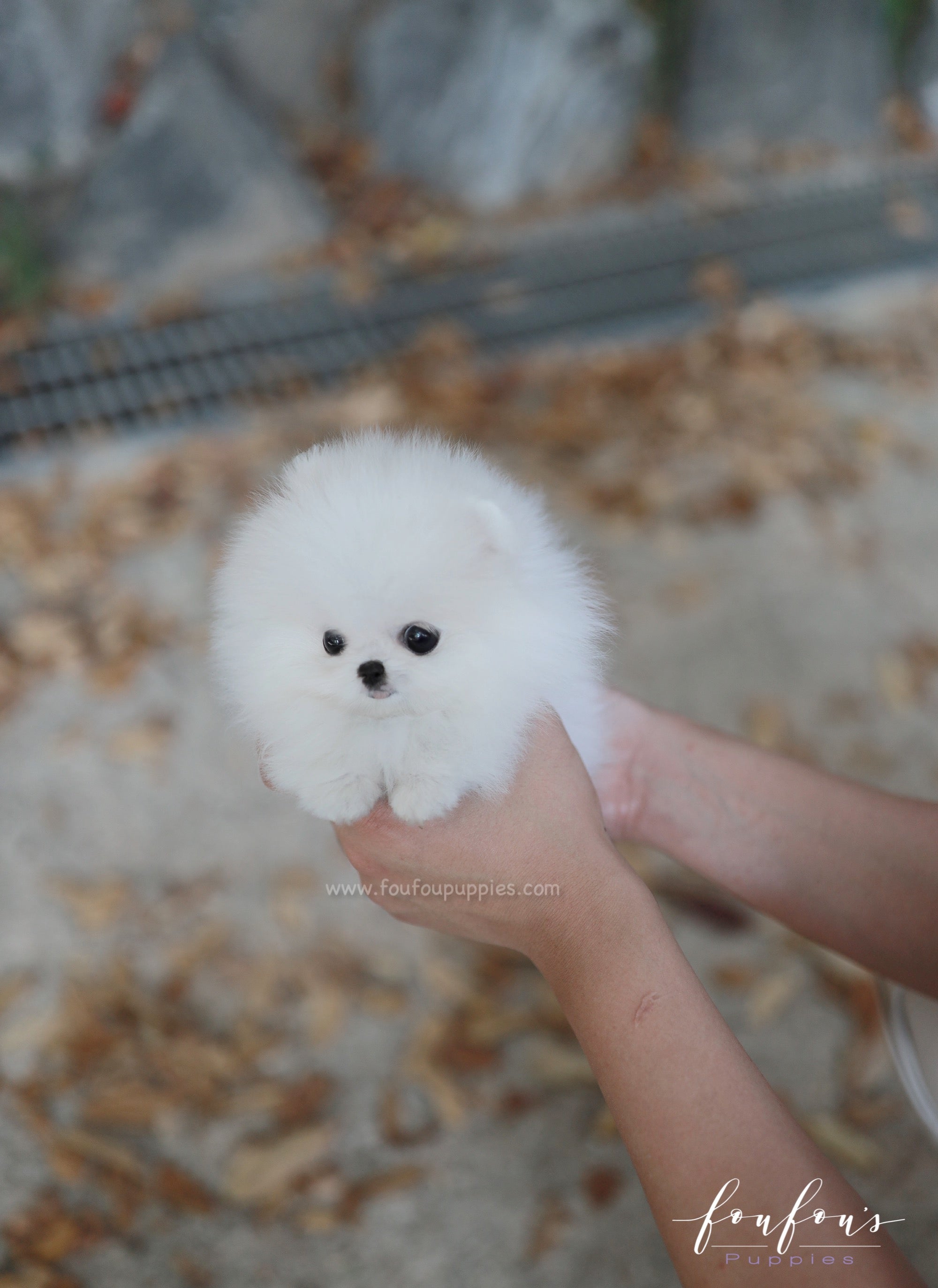Snowie - Pomeranian F.
