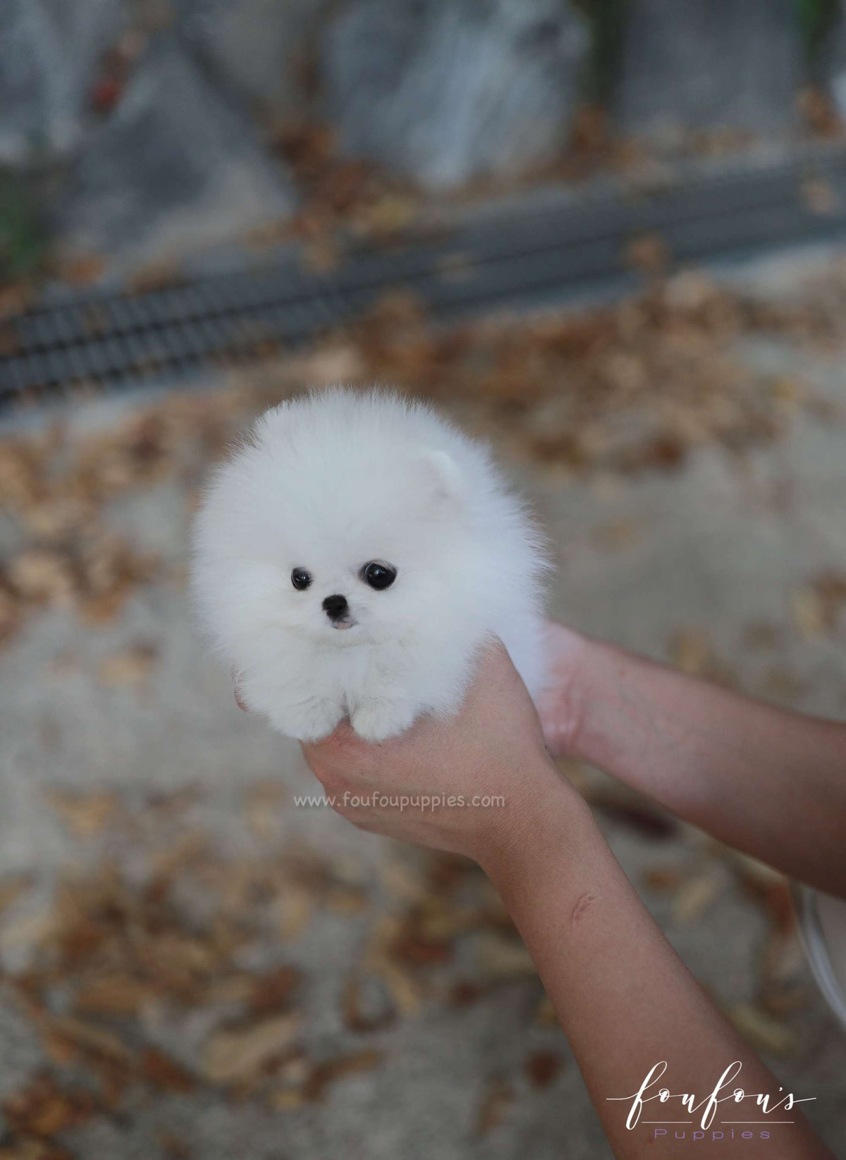 Snowie - Pomeranian F.