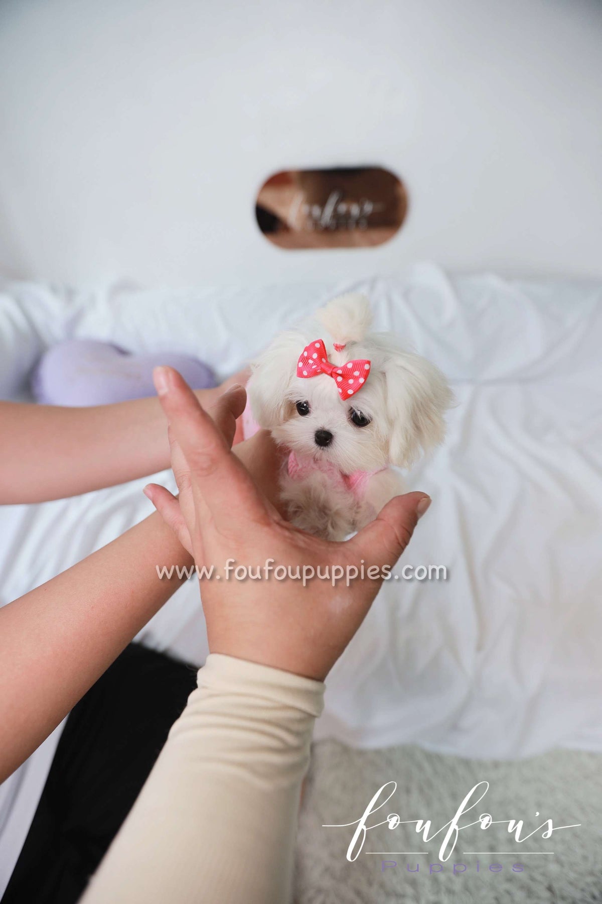 Joy - Maltese F.