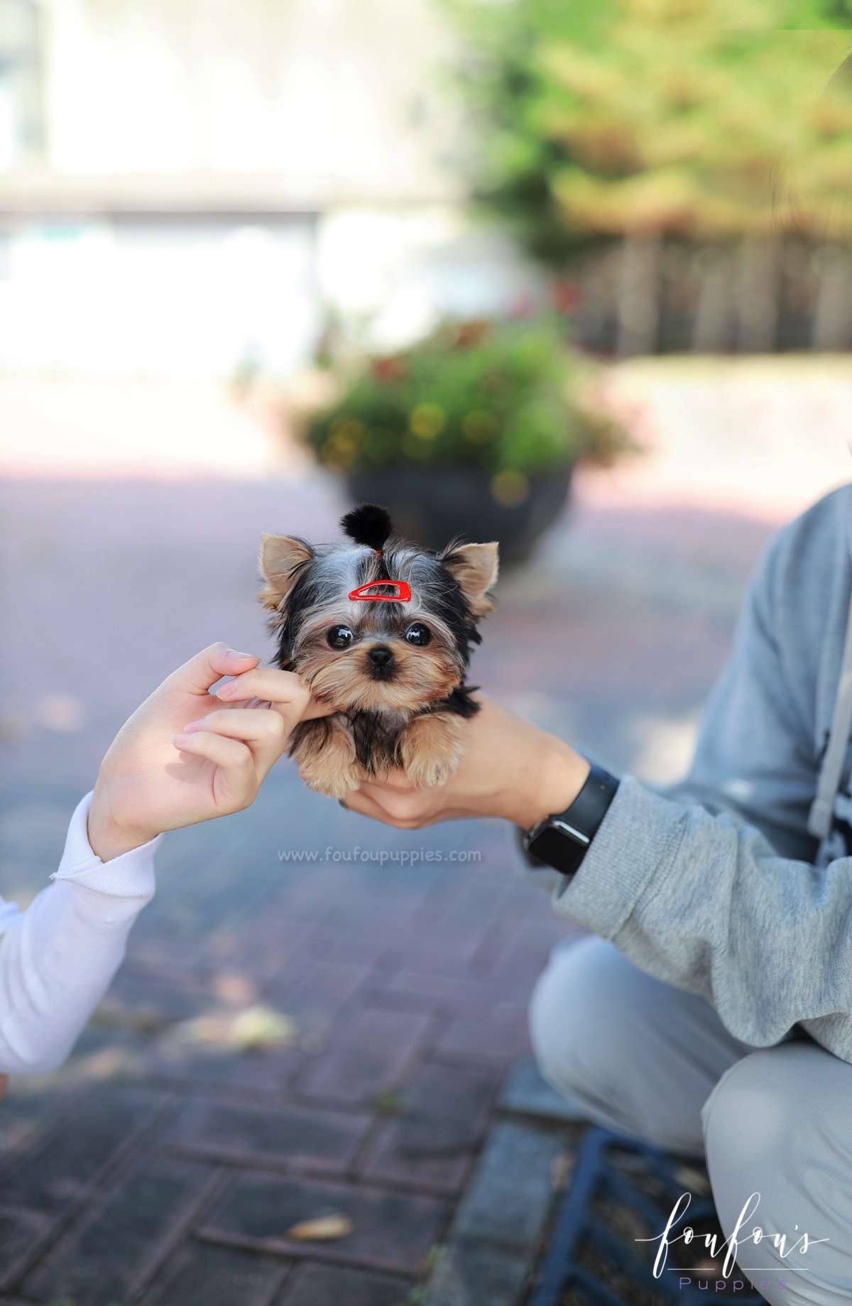 Louis - Yorkshire Terrier M.