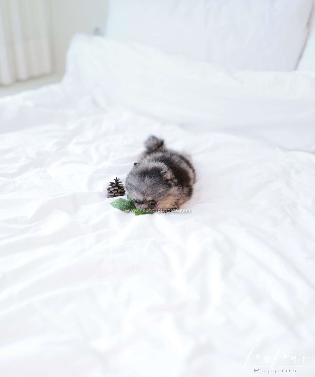 Maverick - Pomeranian M.