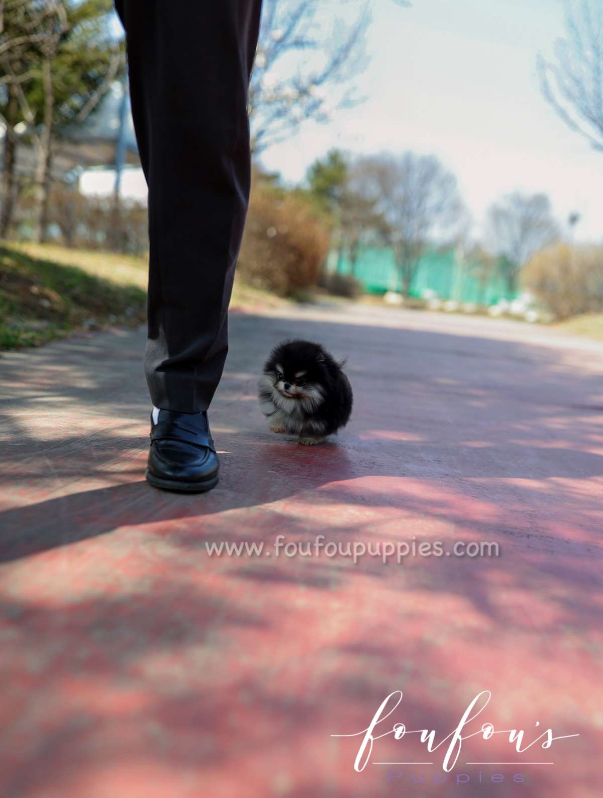 Ace - Pomeranian M.