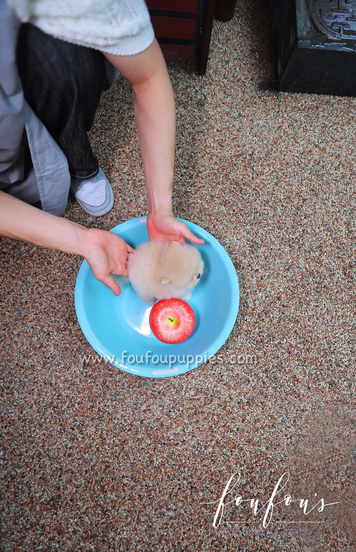 Cotton - Pomeranian F.