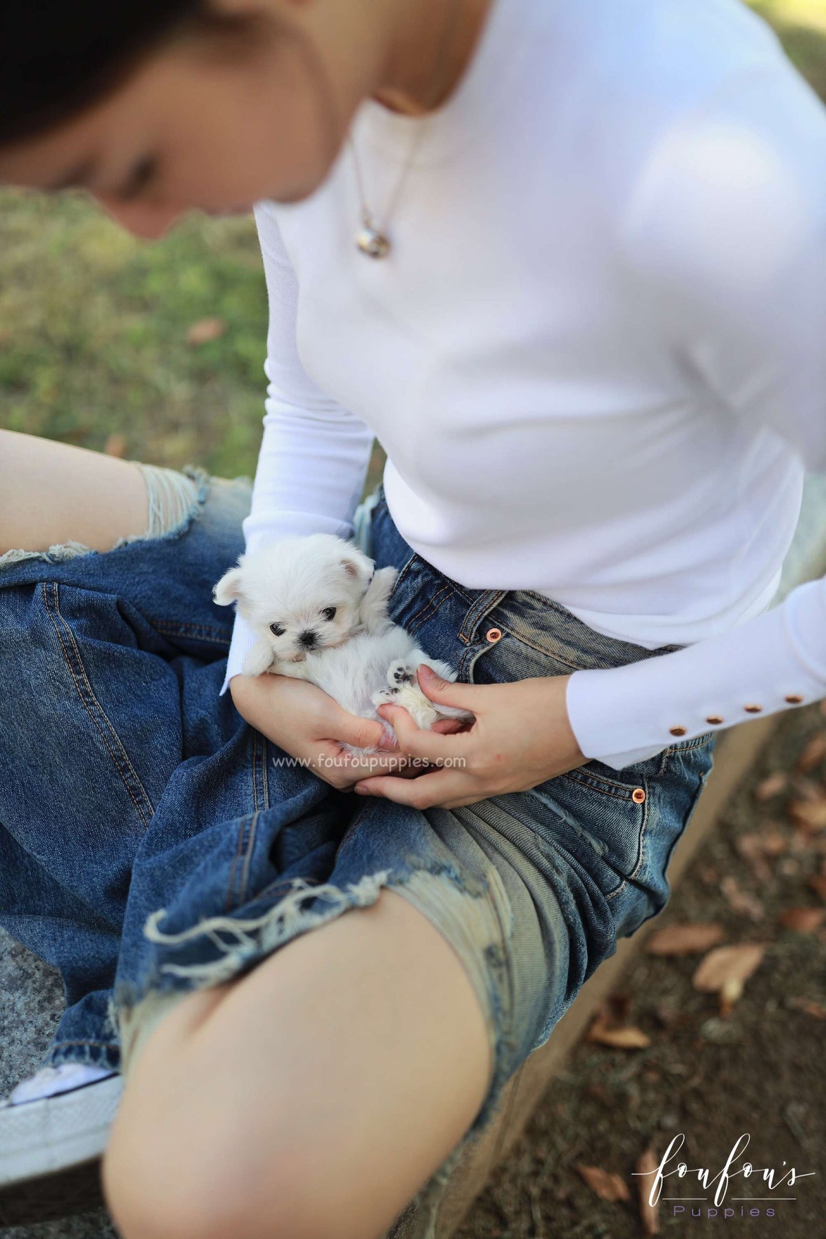 Minnie - Maltese F.