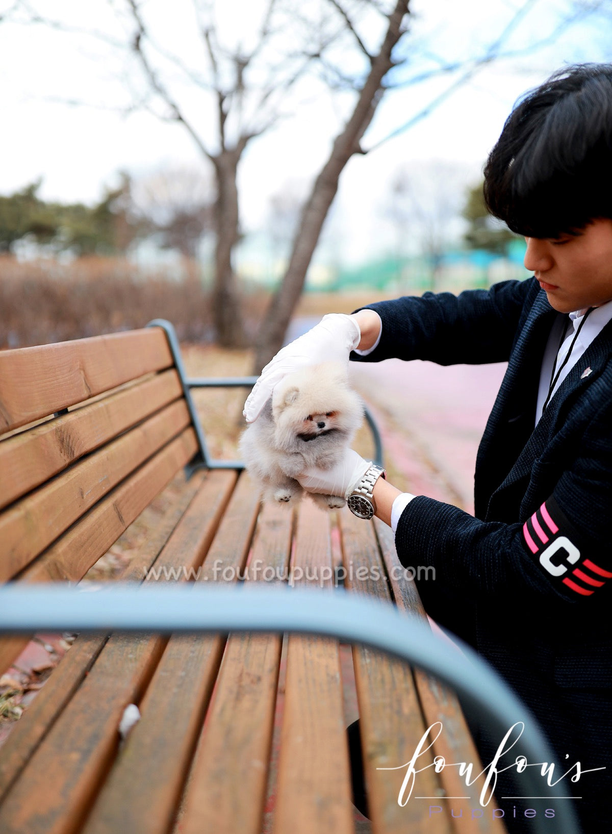 Celestia - Pomeranian F.