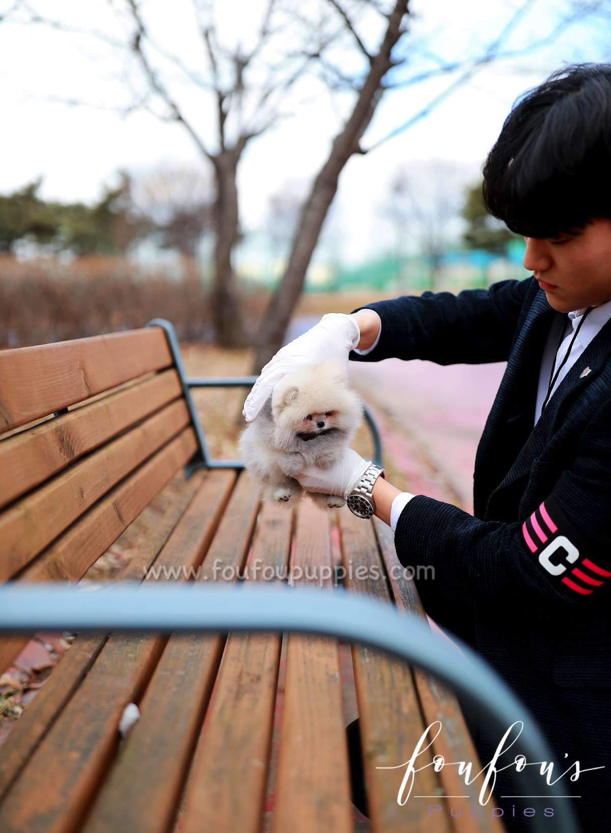 Celestia - Pomeranian F.