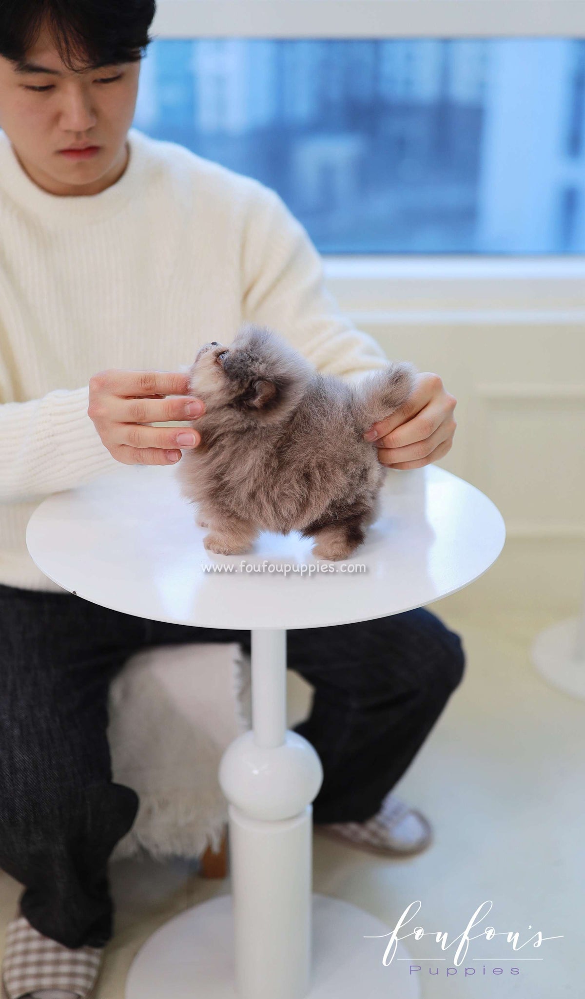 Cléo - Pomeranian F.