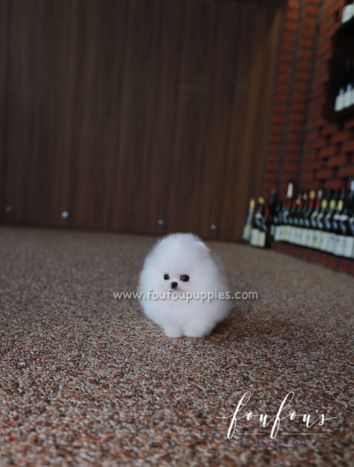 Qamar - Pomeranian F.