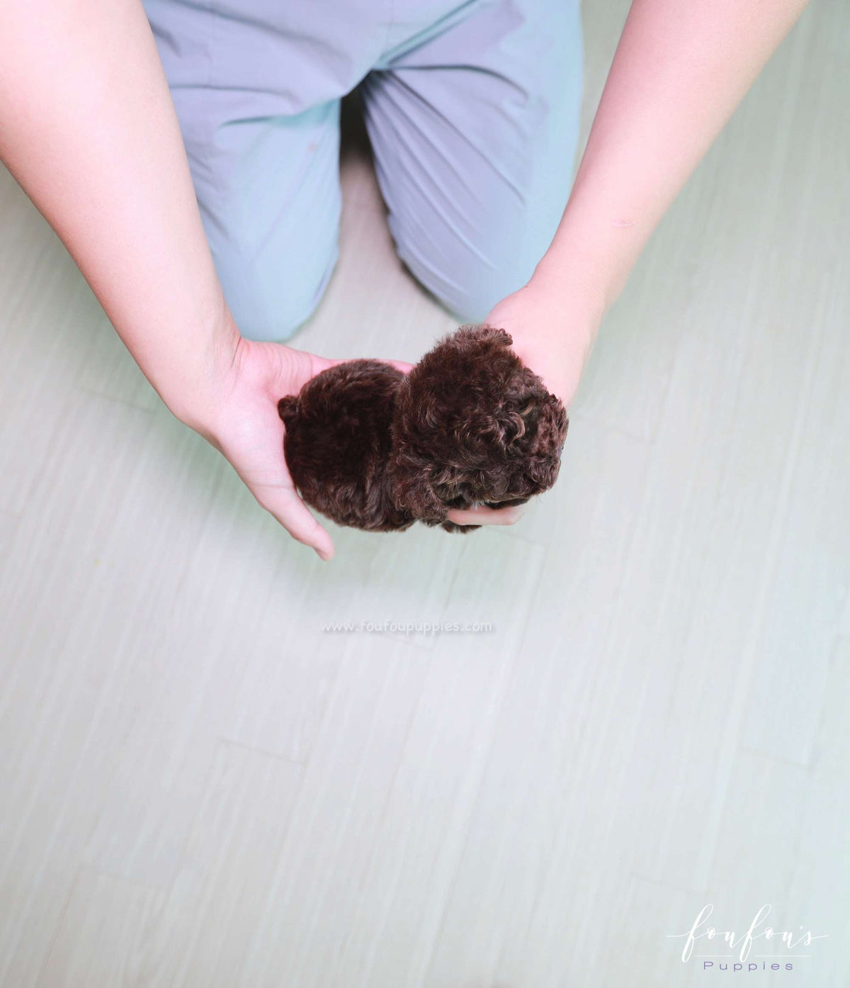 Mocha - Poodle F.