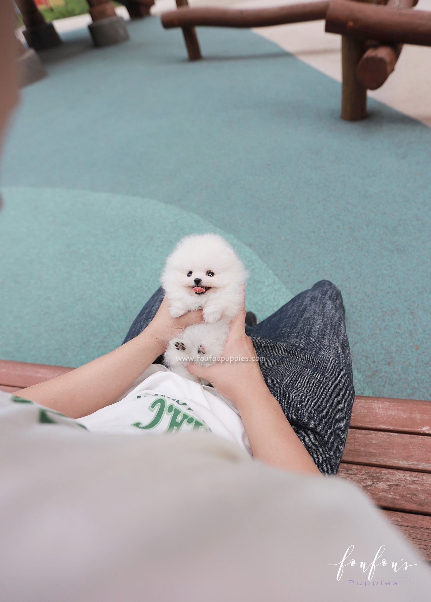 Lumi - Pomeranian F.