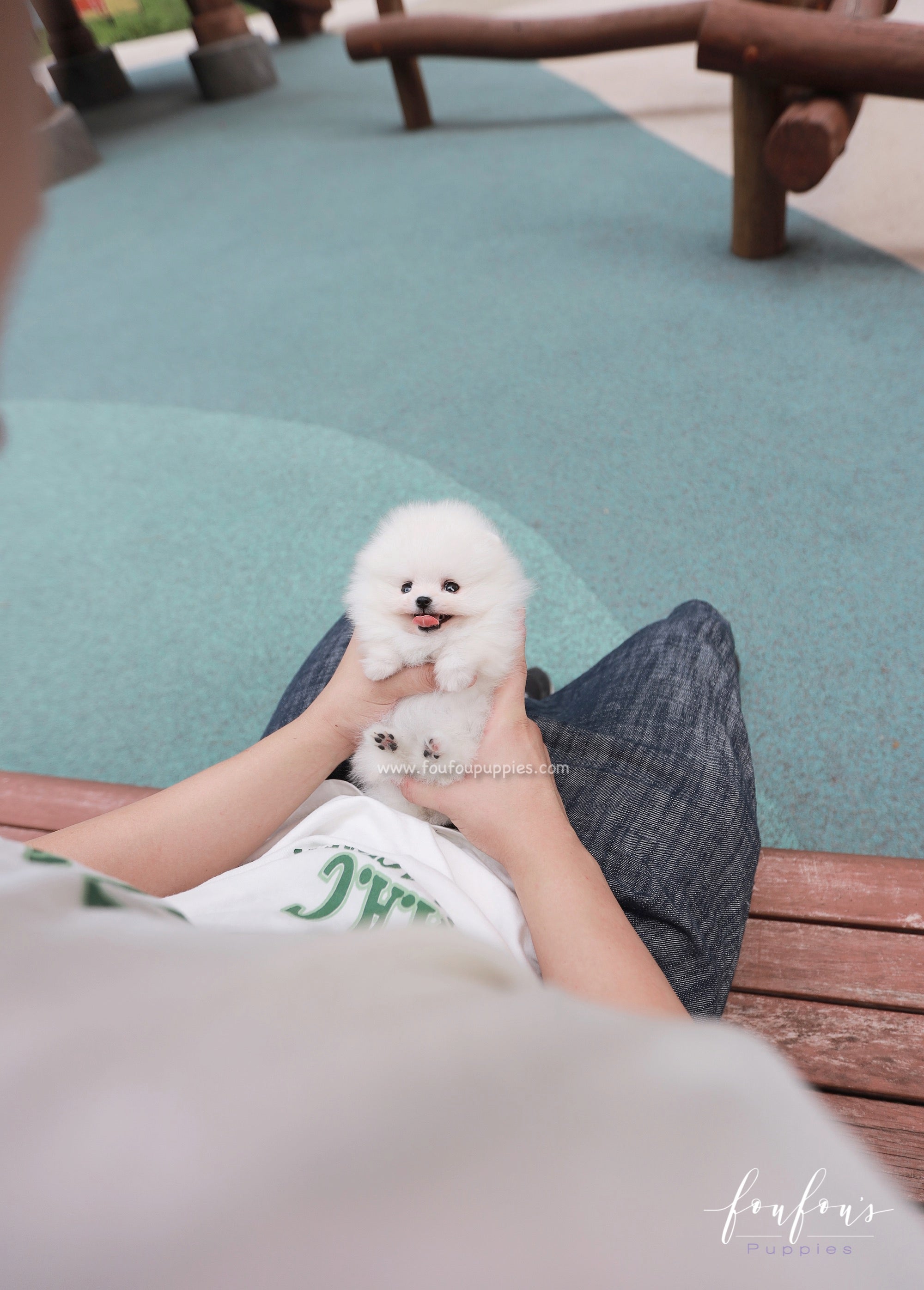 Lumi - Pomeranian F.