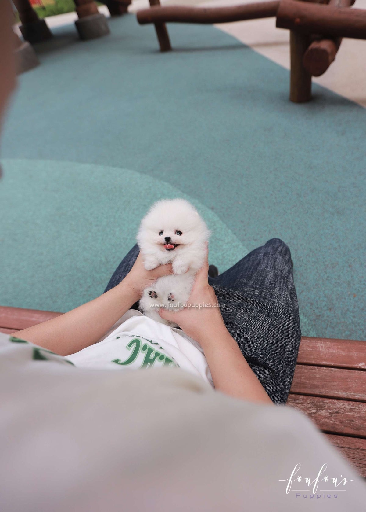 Lumi - Pomeranian F.