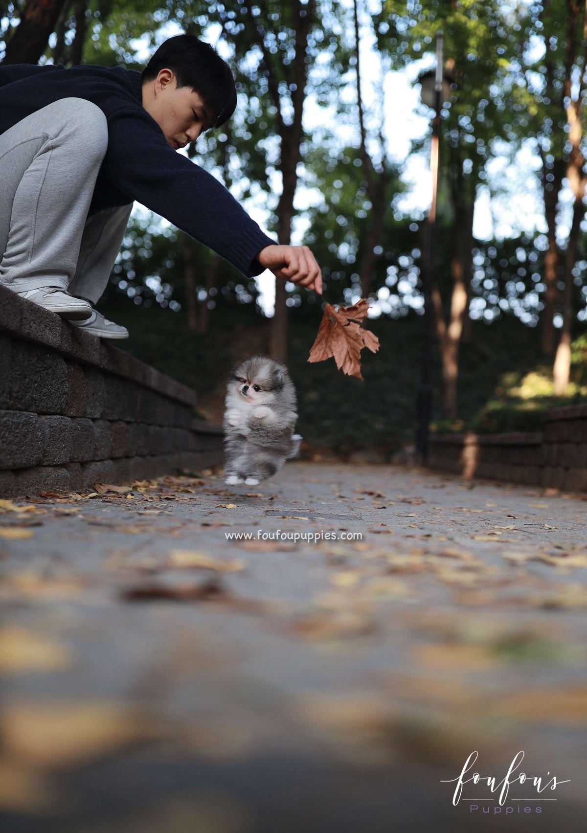 Luxor - Pomeranian M.