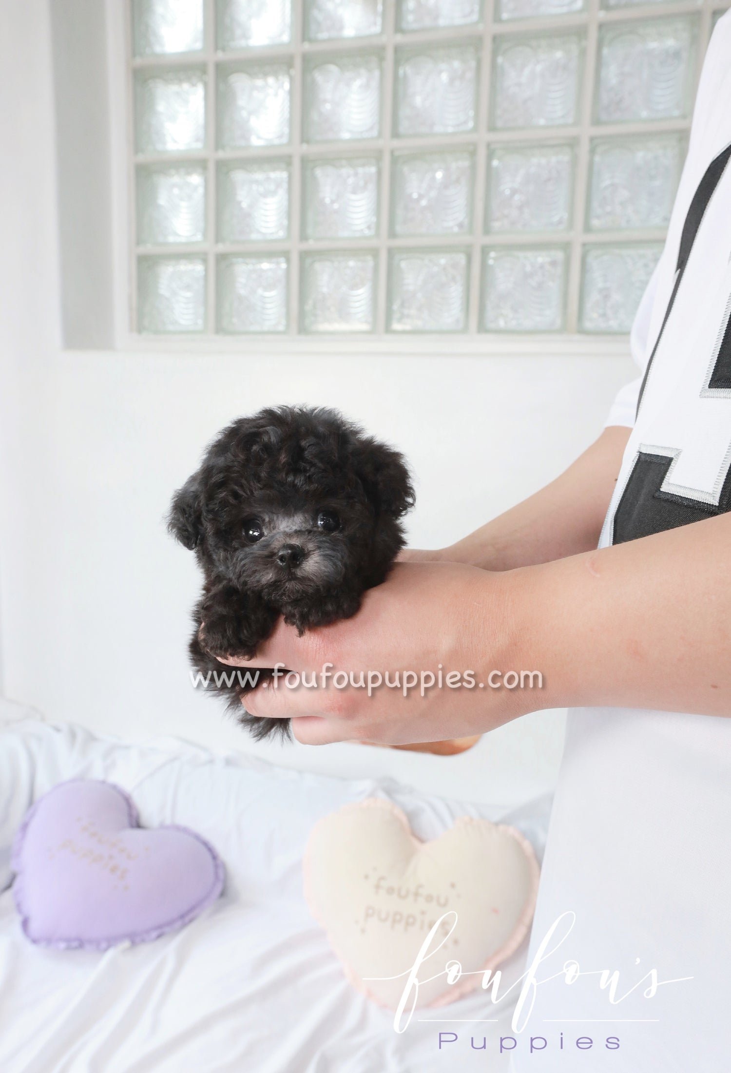 Kiel - Poodle M.