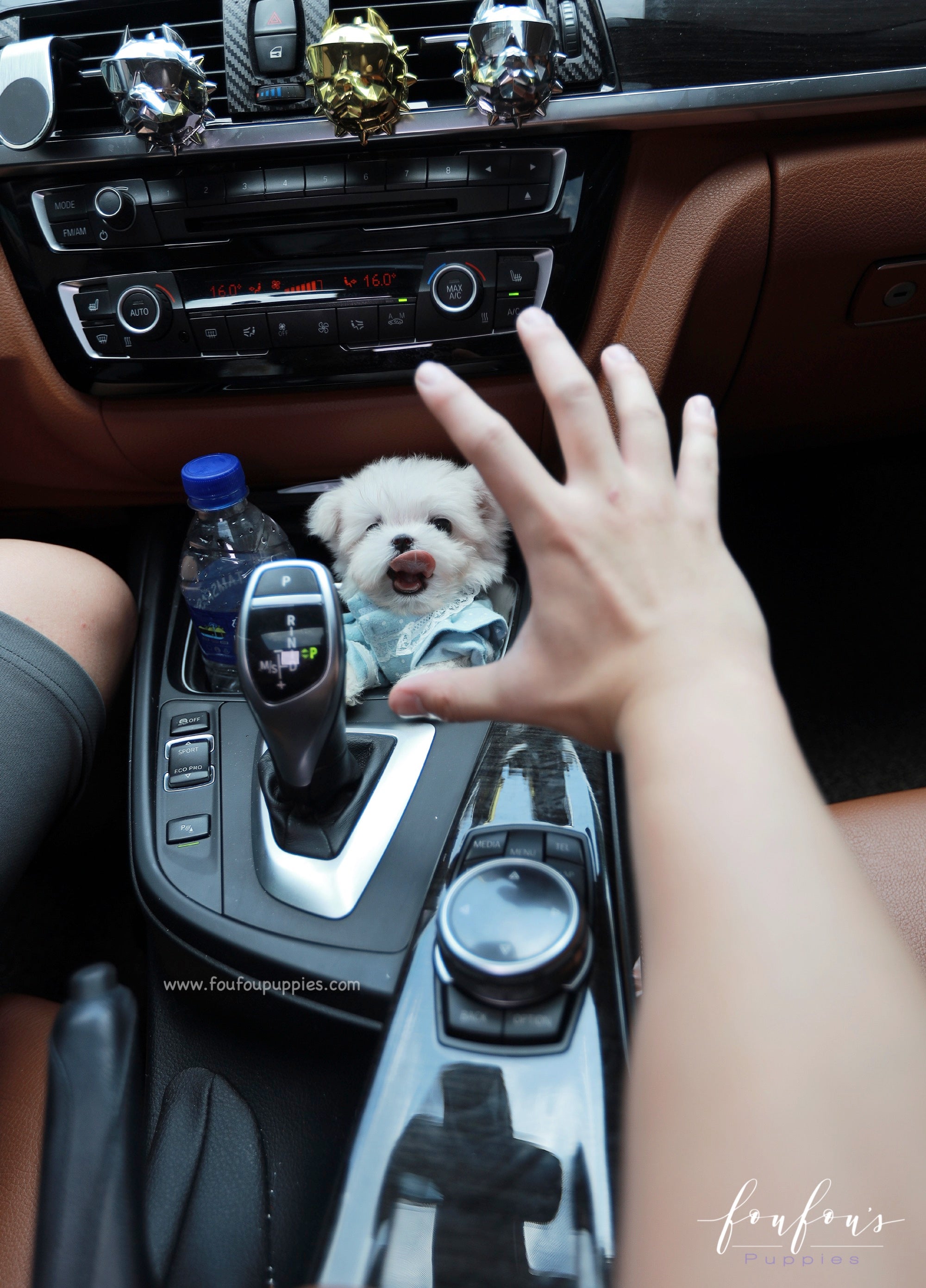 Mochi - Maltese M.