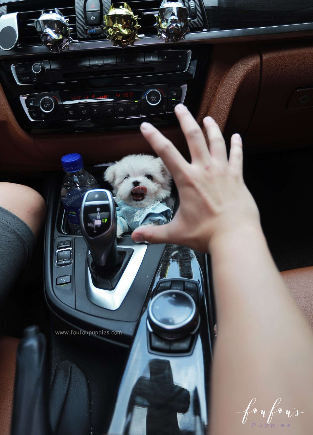 Mochi - Maltese M.