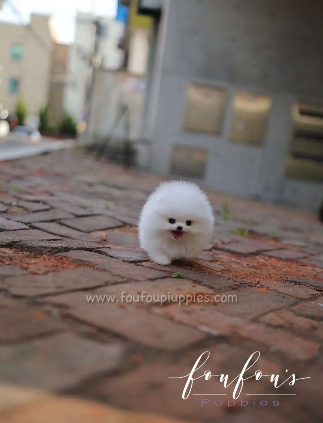 Lola - Pomeranian F.