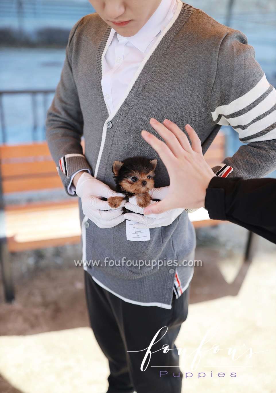 Tom - Yorkshire Terrier M.