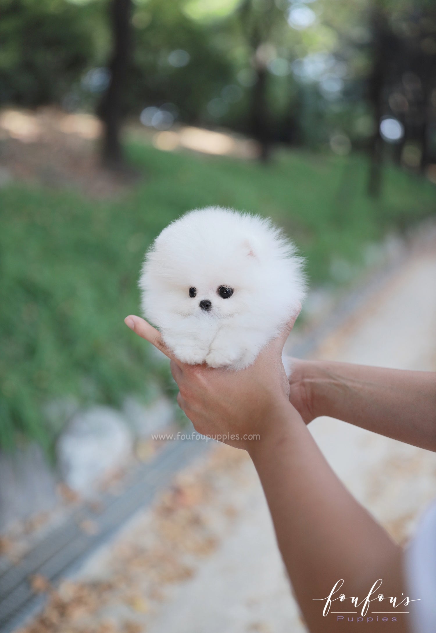 Snowie - Pomeranian F.