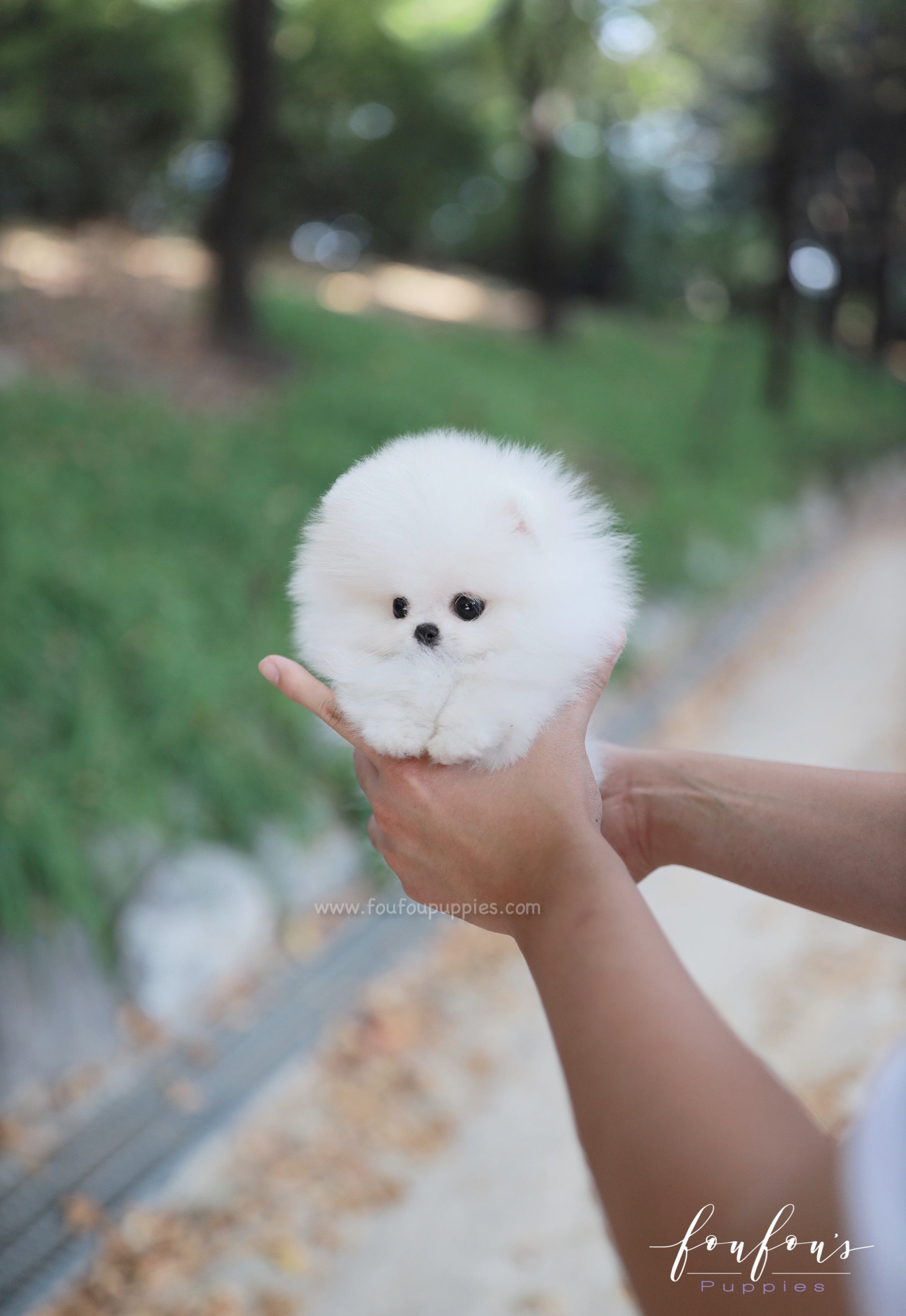 Snowie - Pomeranian F.