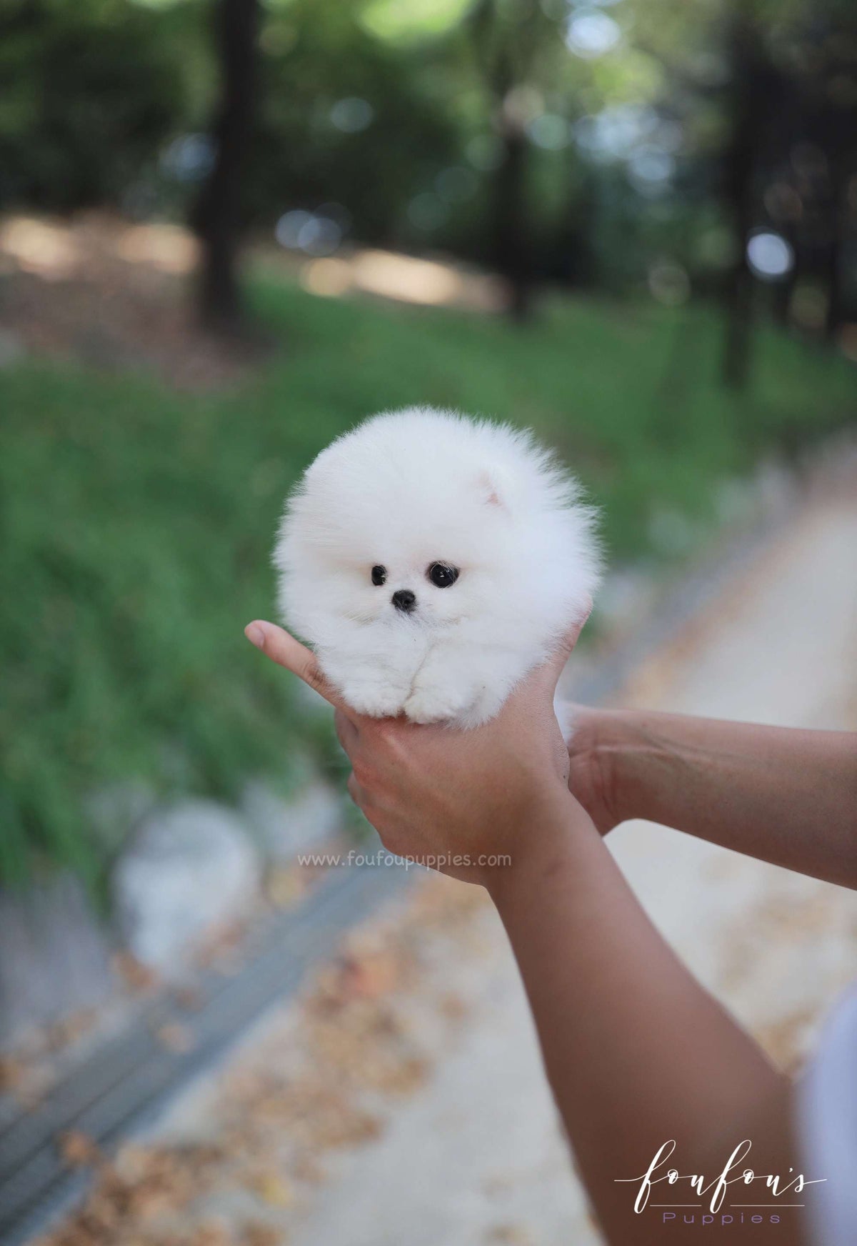 Snowie - Pomeranian F.
