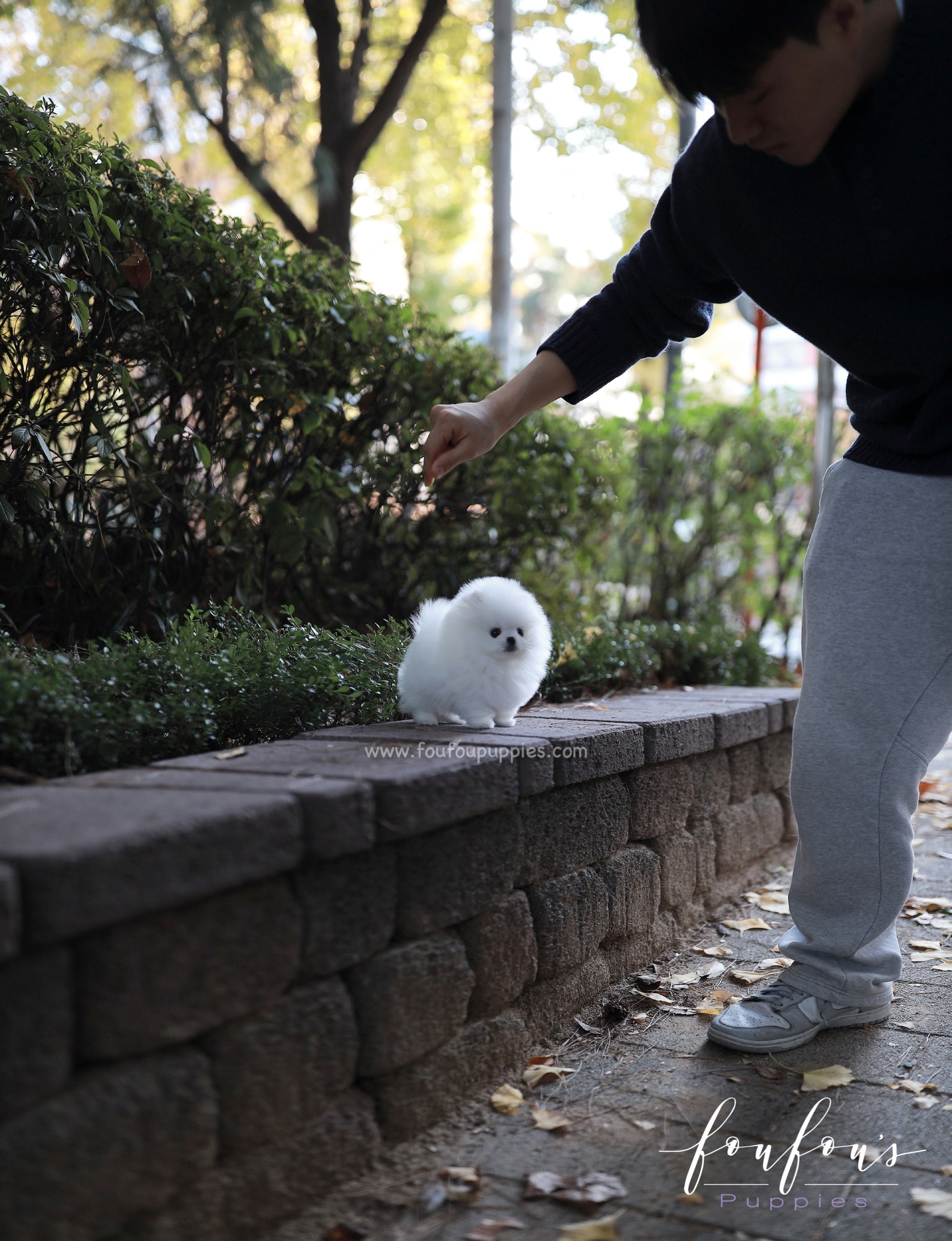 Aspen - Pomeranian F.