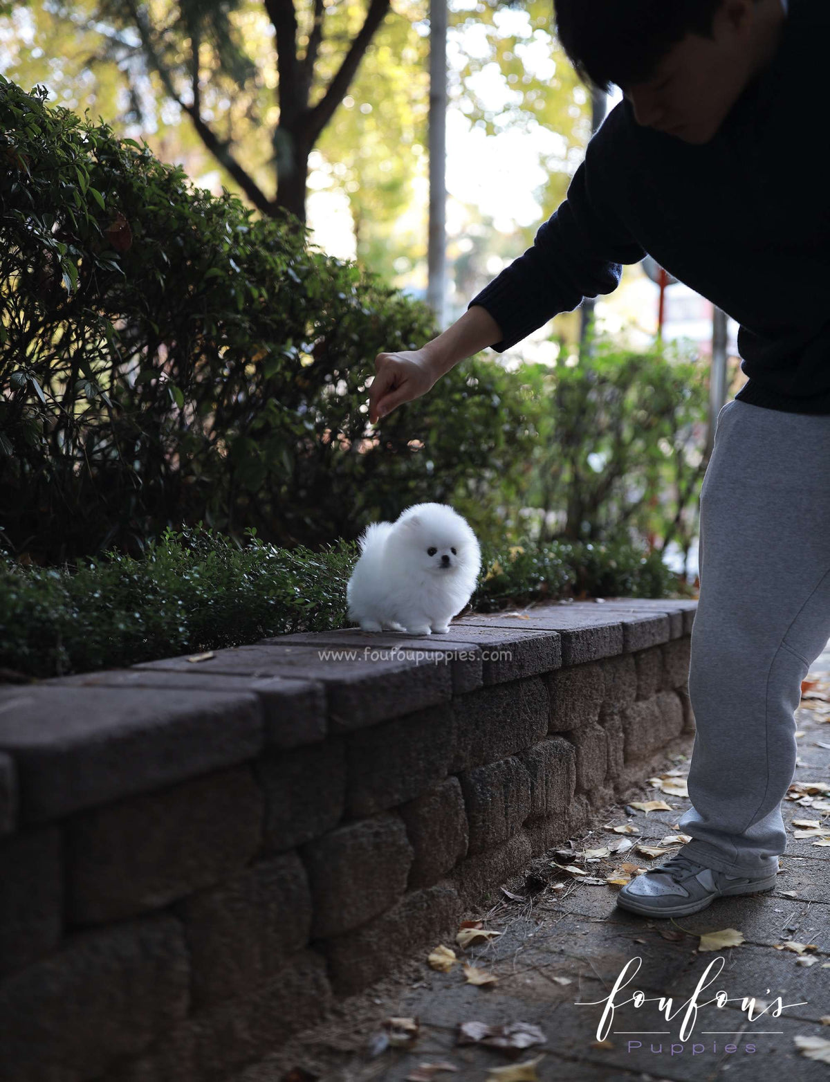 Aspen - Pomeranian F.