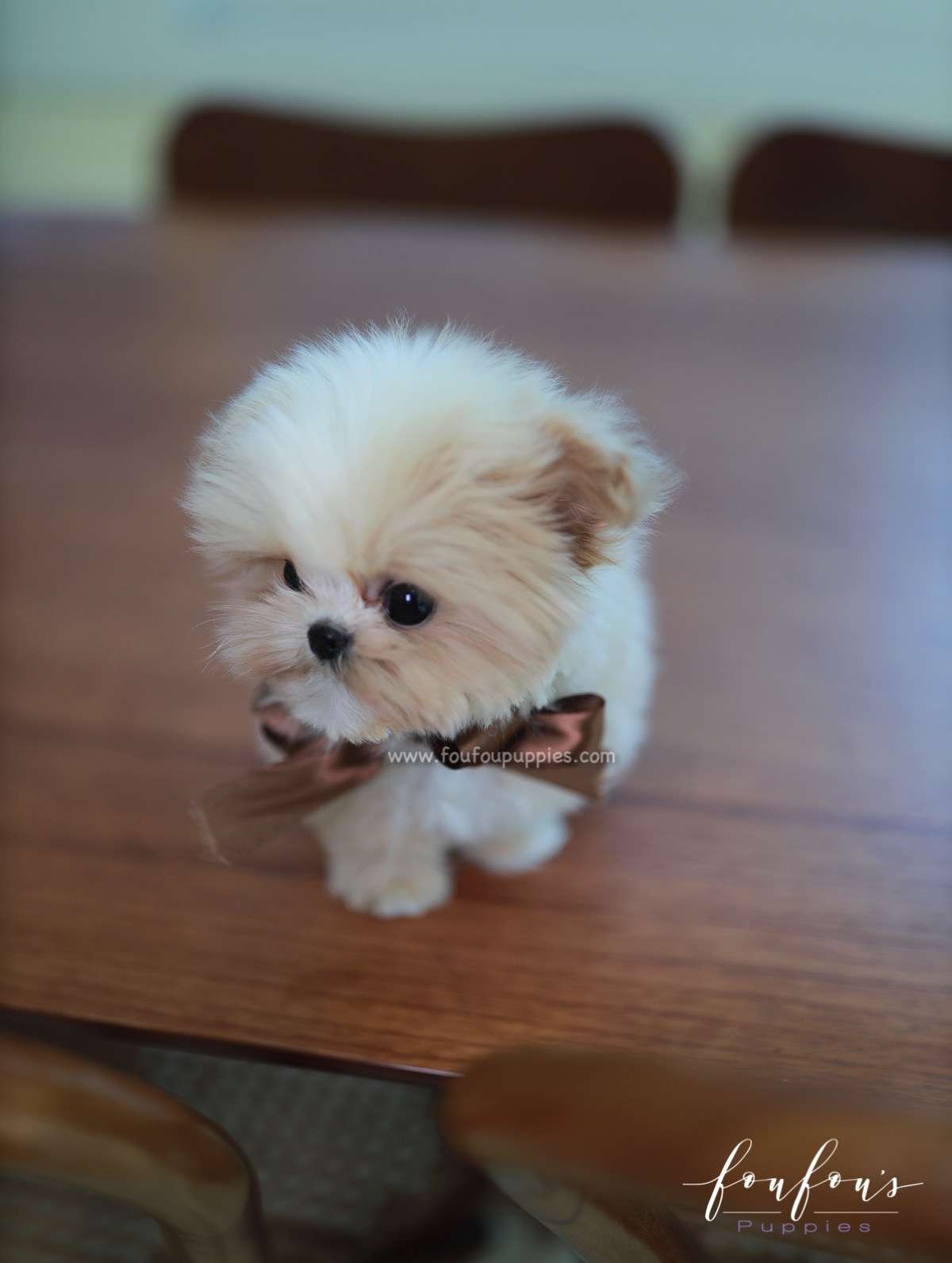 Crème Brulée - Maltipoo F.