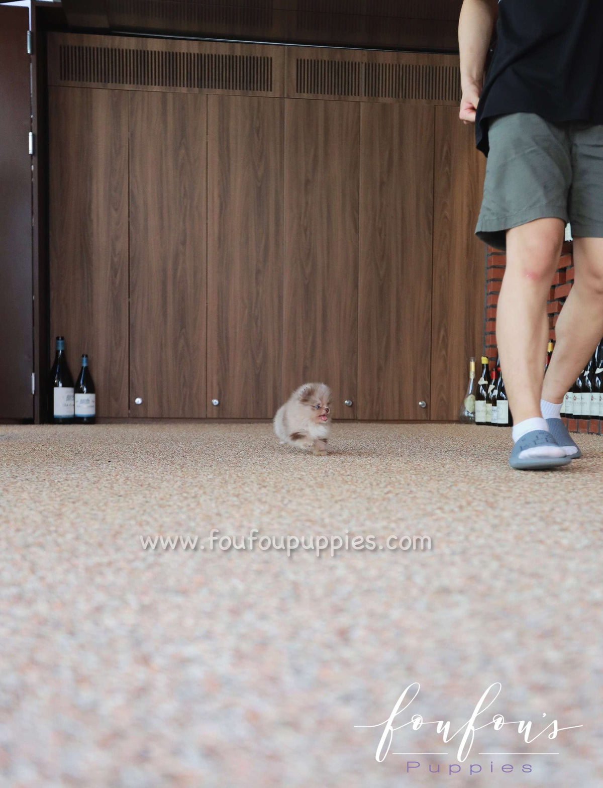 Candy - Pomeranian F.