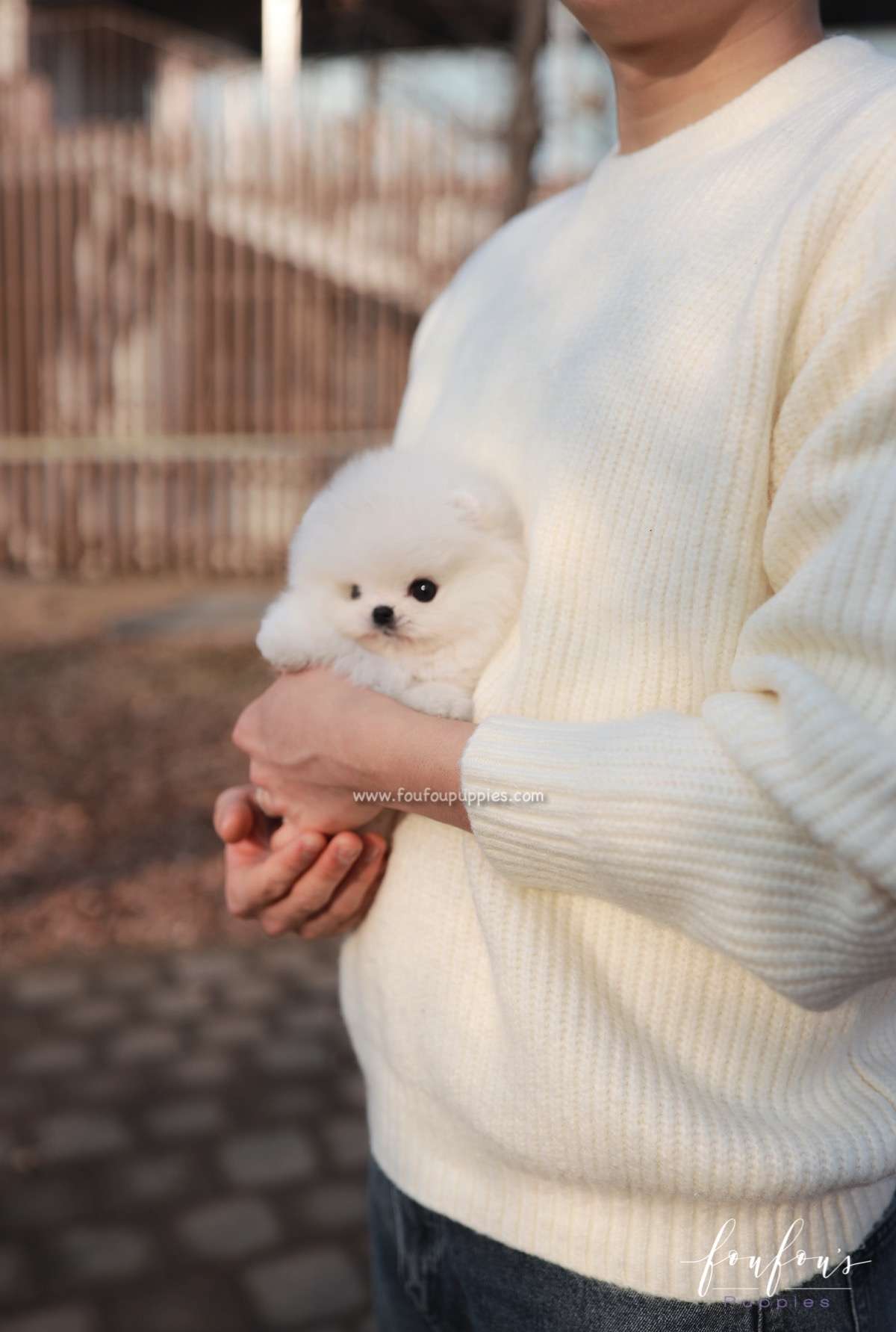 Duchess - Pomeranian F.