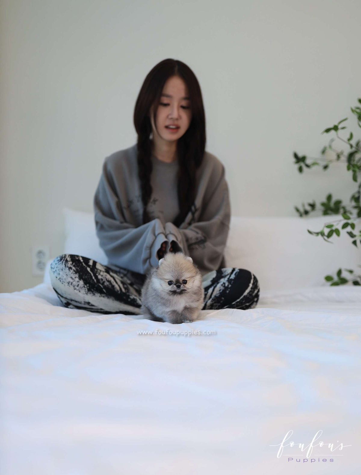 Céline - Pomeranian F.
