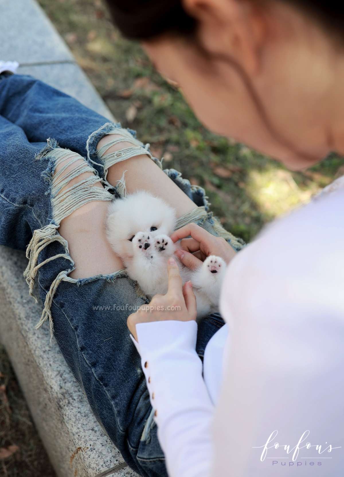 Casper - Pomeranian M.