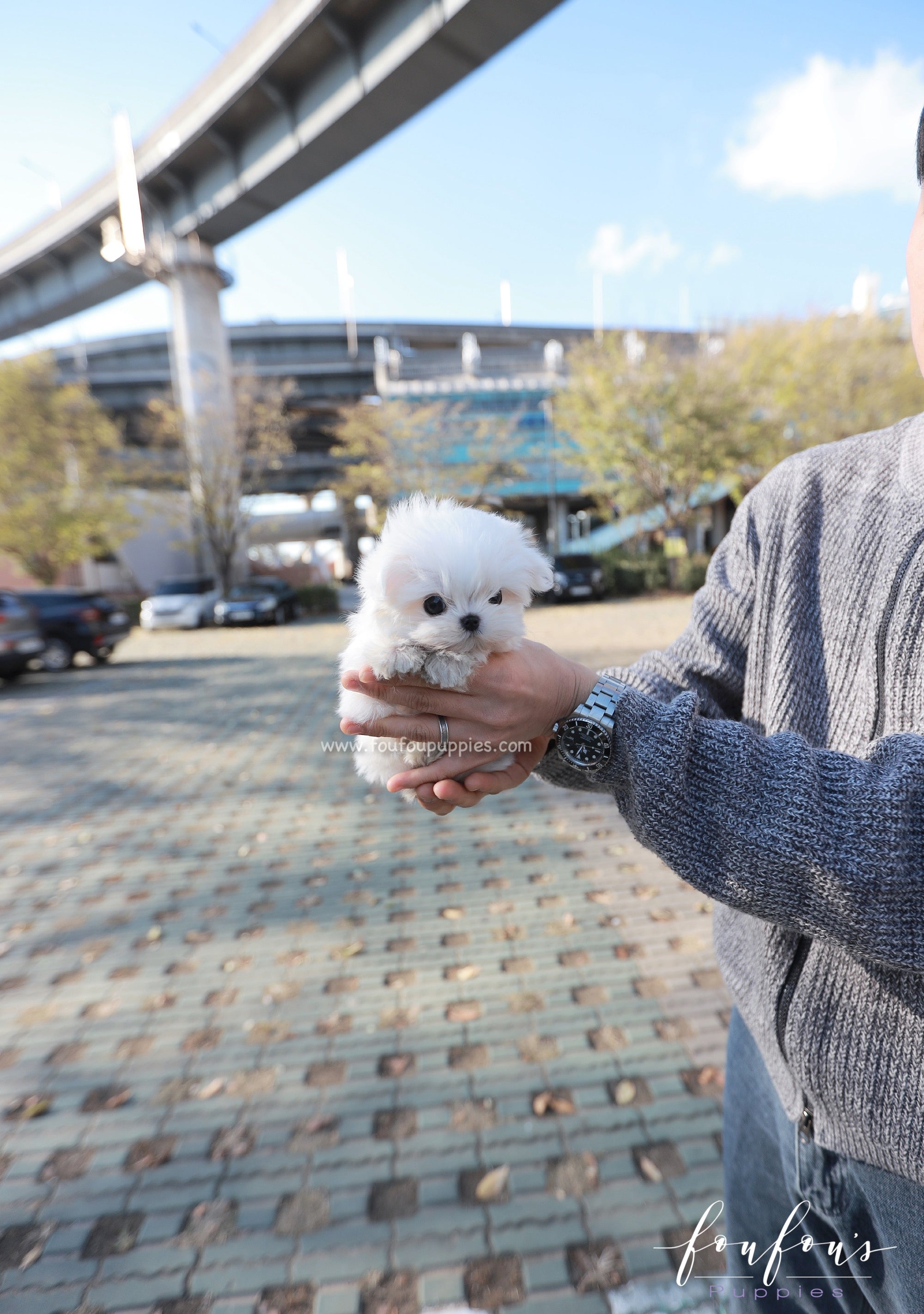 Zeus - Maltese M.