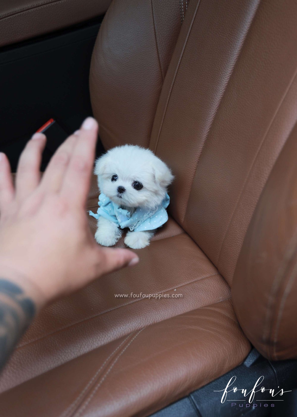 Mochi - Maltese M.