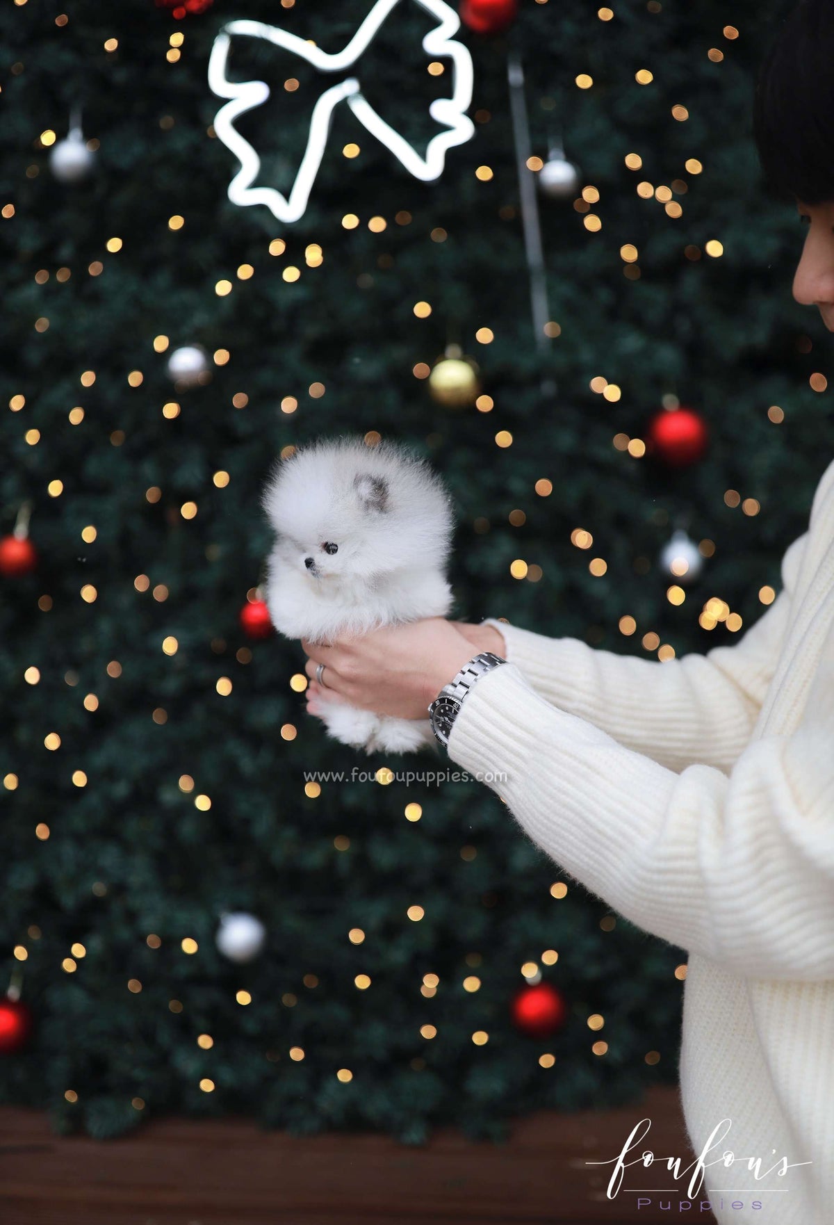 Pucci - Pomeranian M.