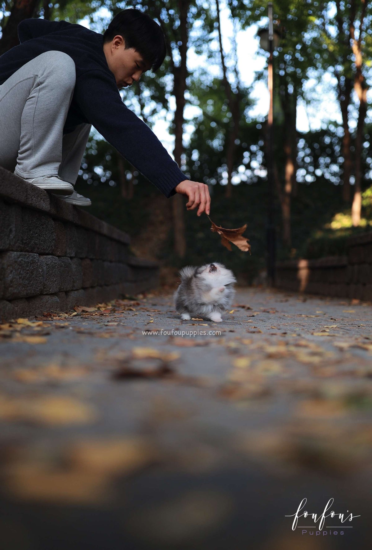 Luxor - Pomeranian M.