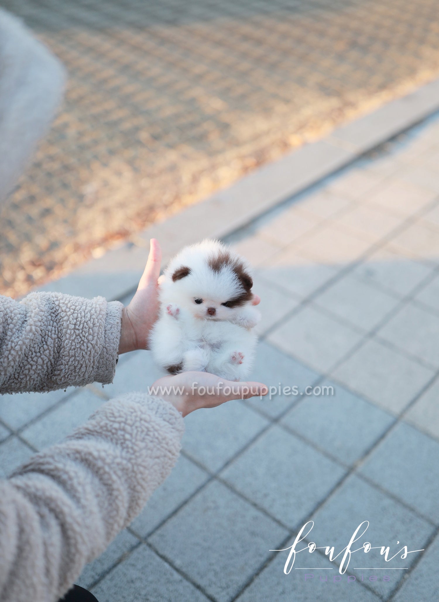 Gino - Pomeranian M.