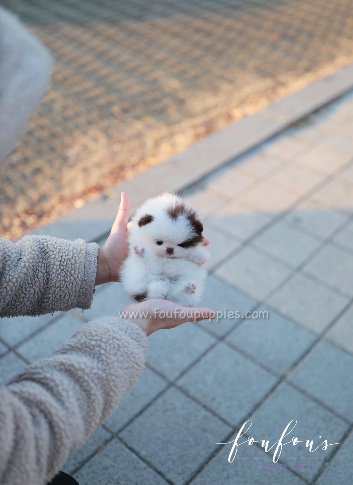 Gino - Pomeranian M.