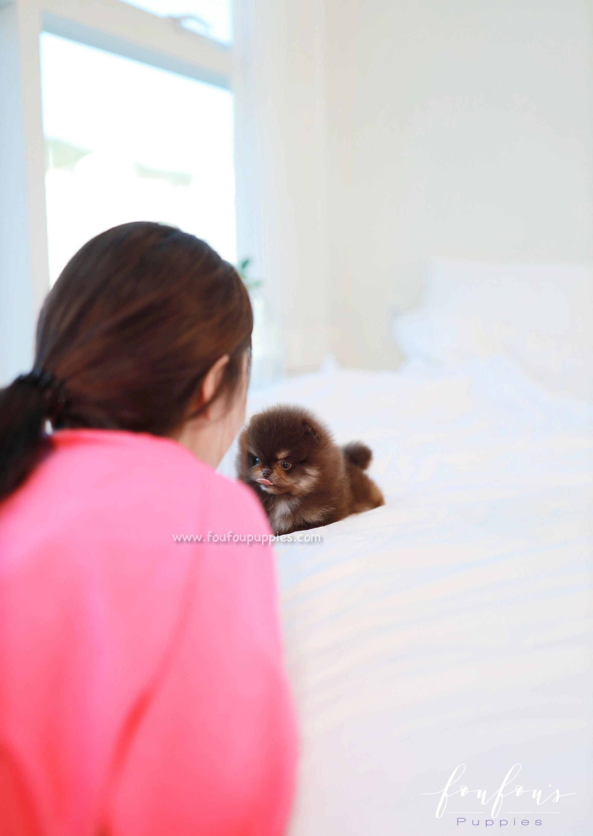 Truffle - Pomeranian M.
