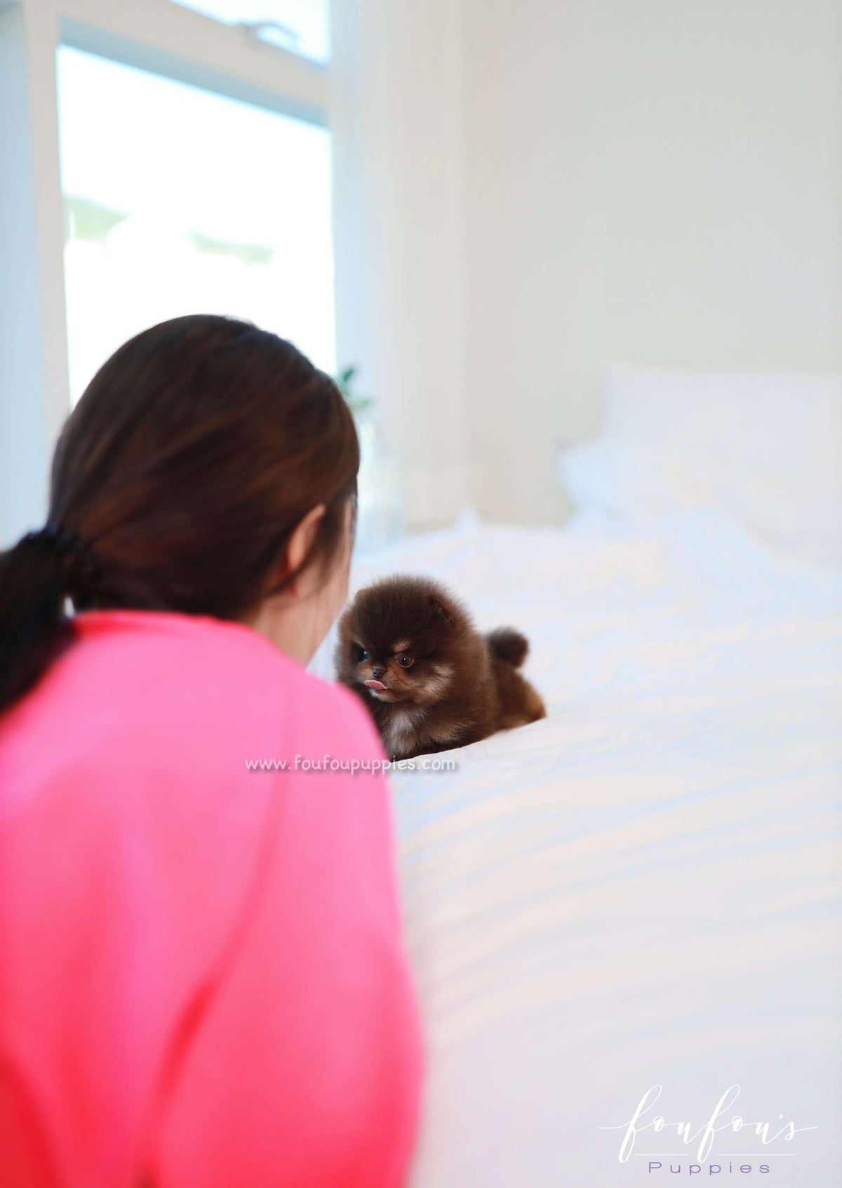 Truffle - Pomeranian M.