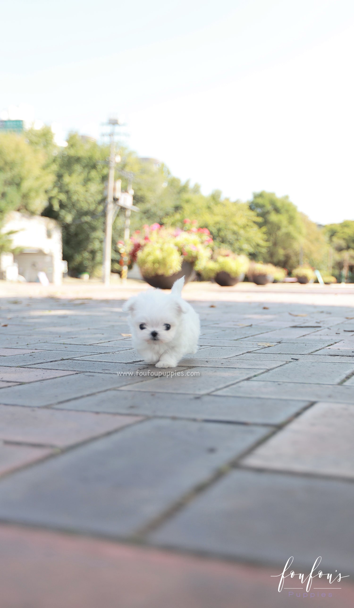 Minnie - Maltese F.