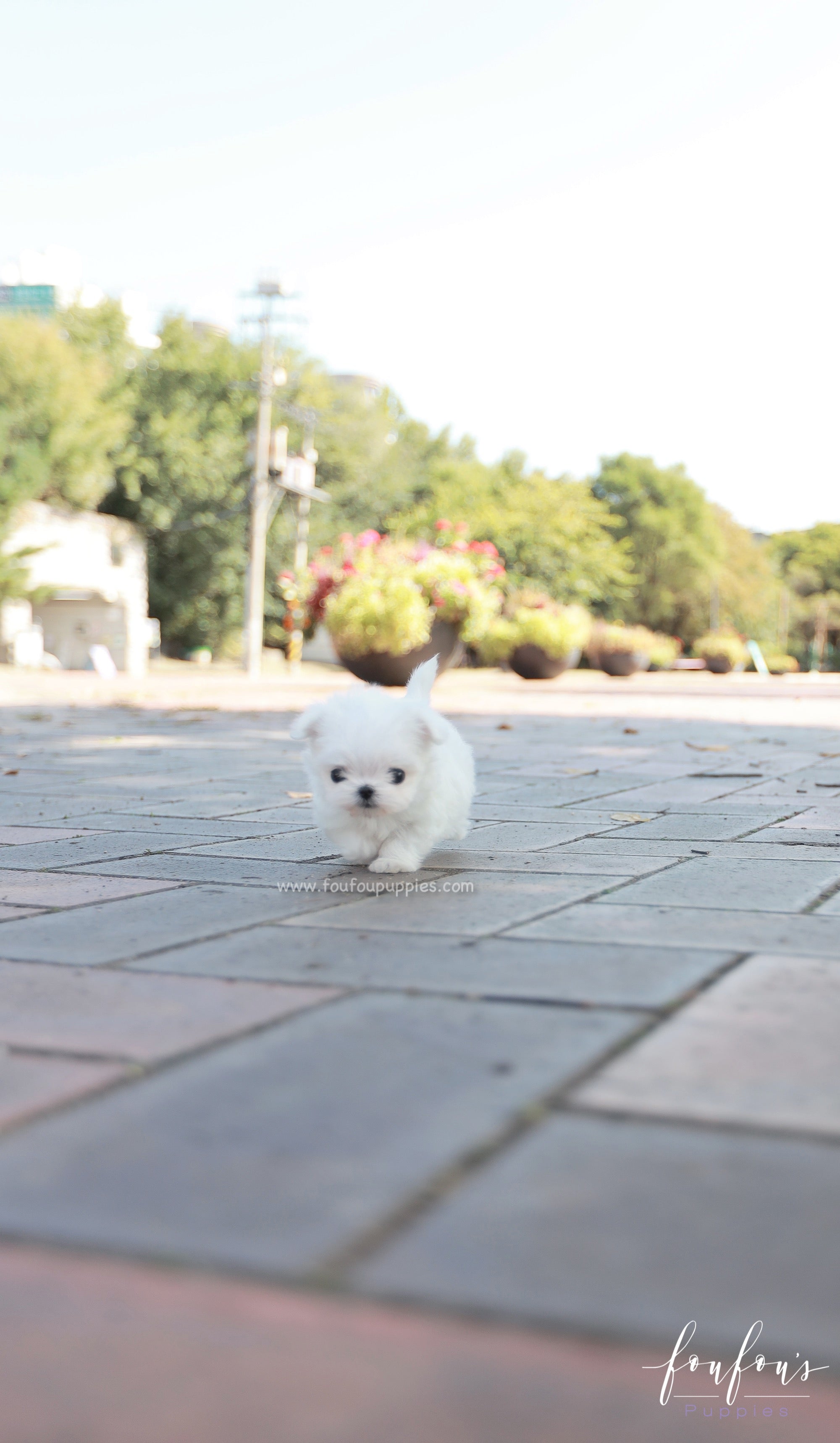 Minnie - Maltese F.