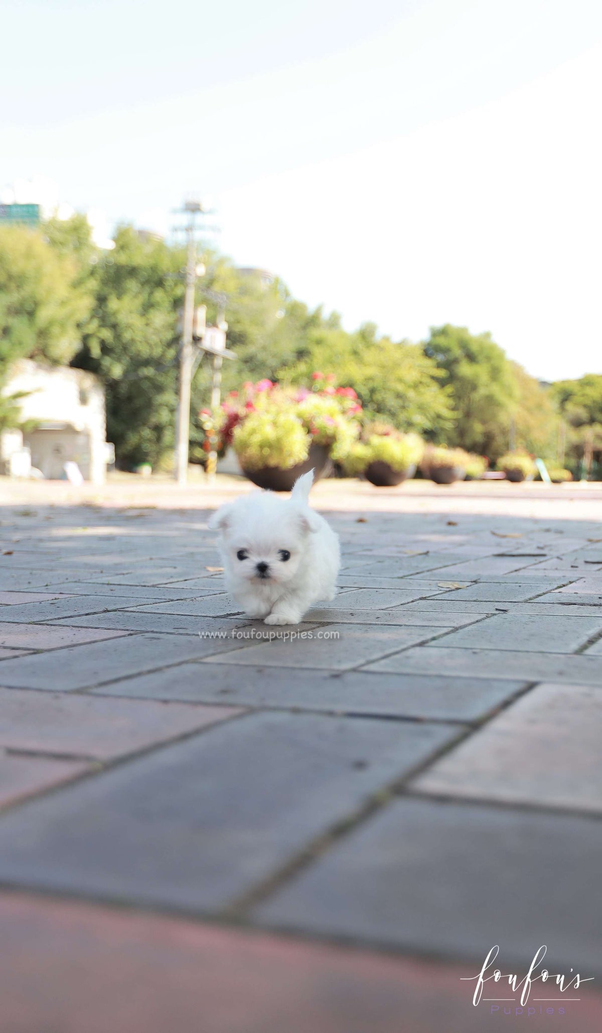 Minnie - Maltese F.