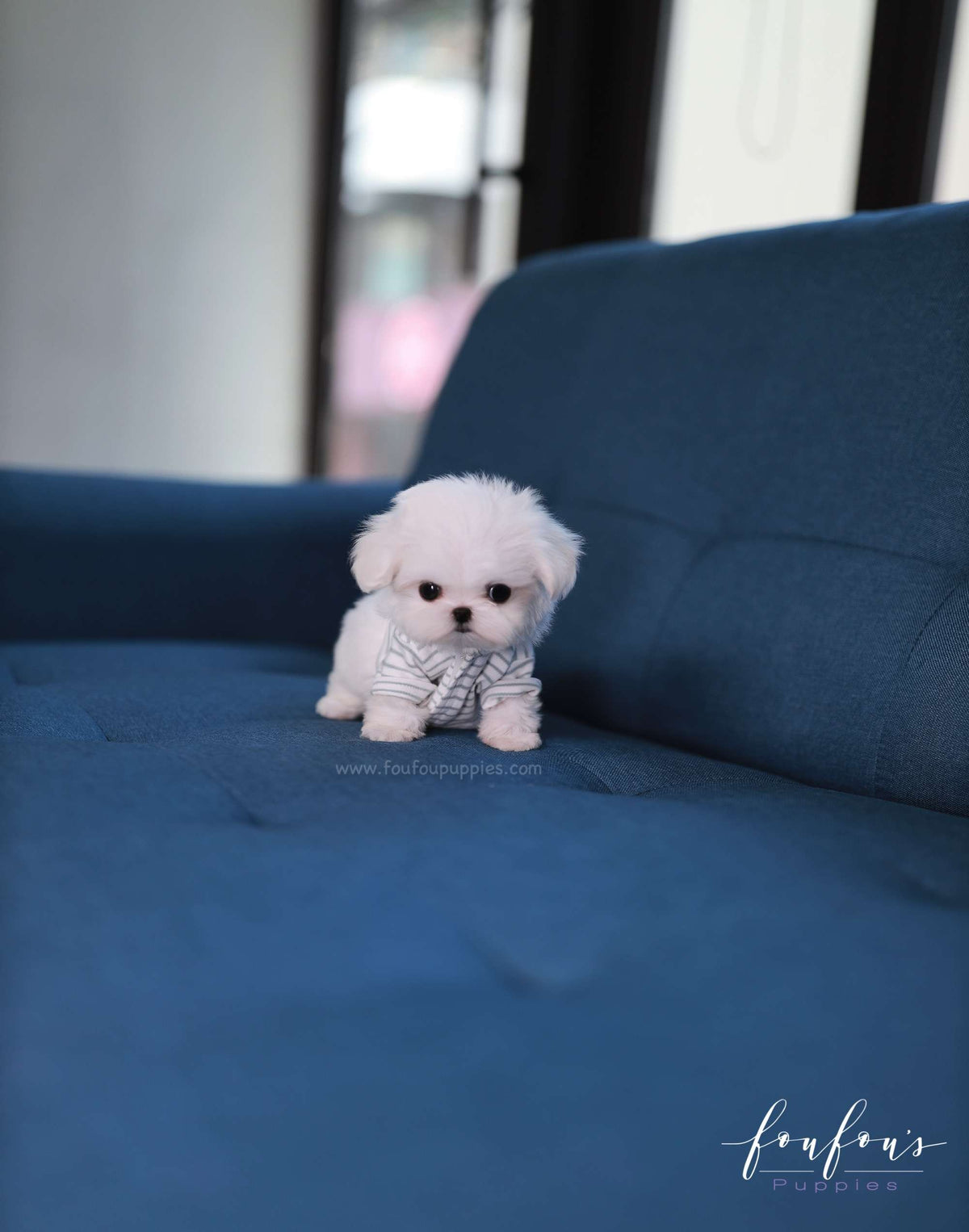 Bijou - Maltese F.