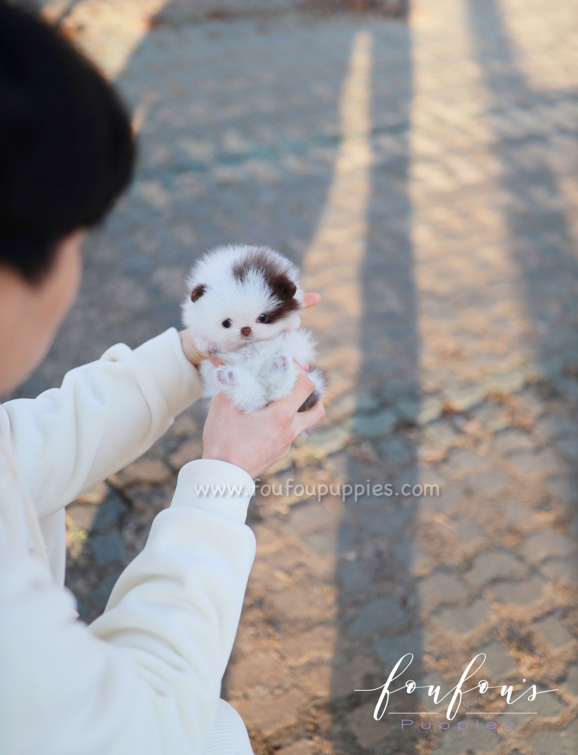 Gino - Pomeranian M.