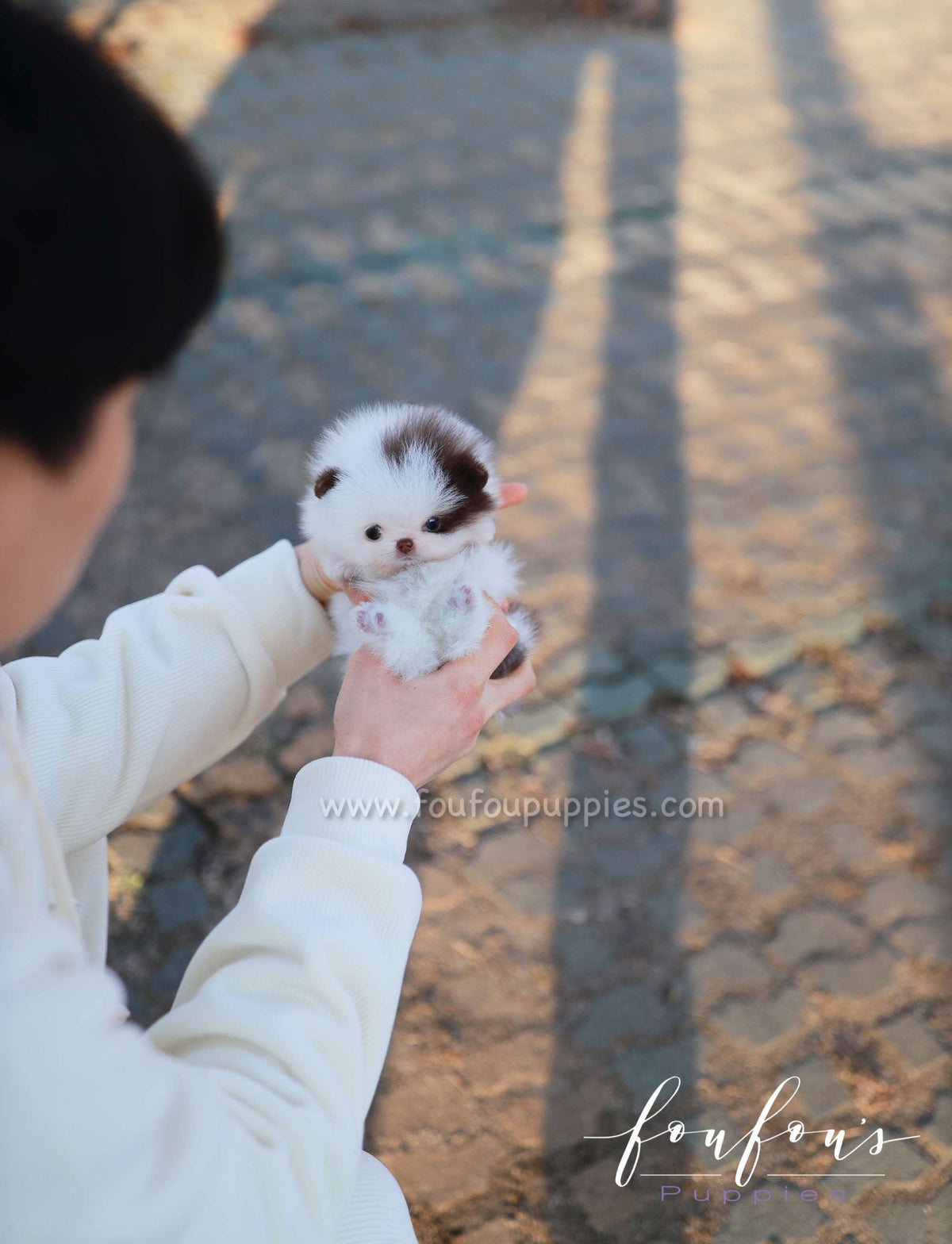 Gino - Pomeranian M.