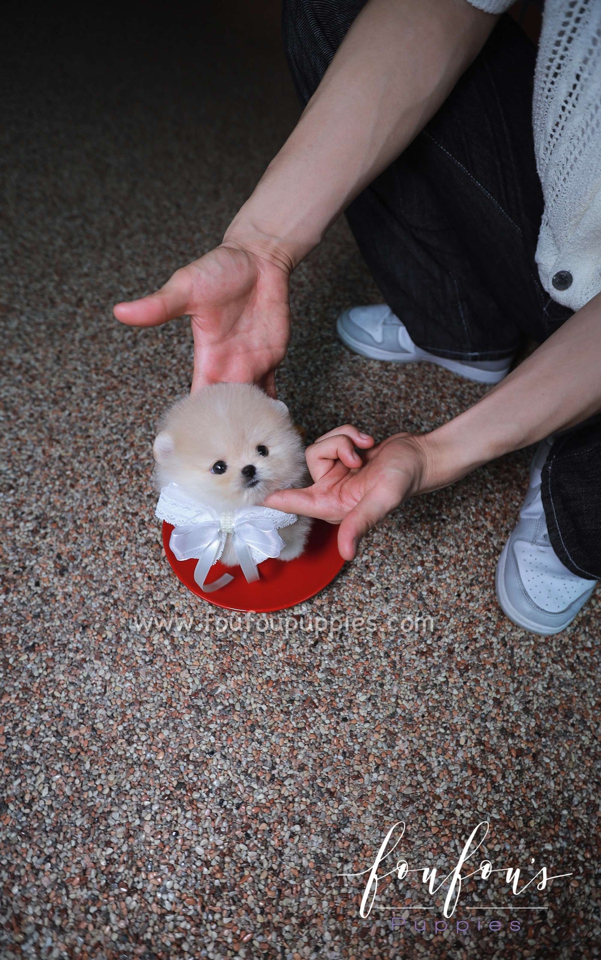 Cotton - Pomeranian F.