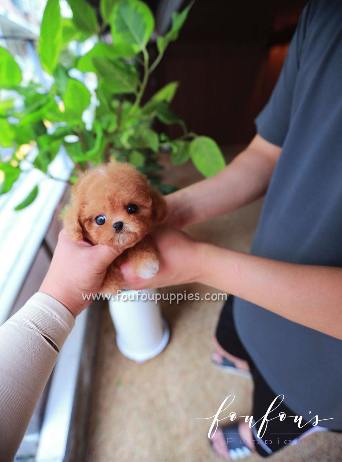 Saffron - Poodle F.