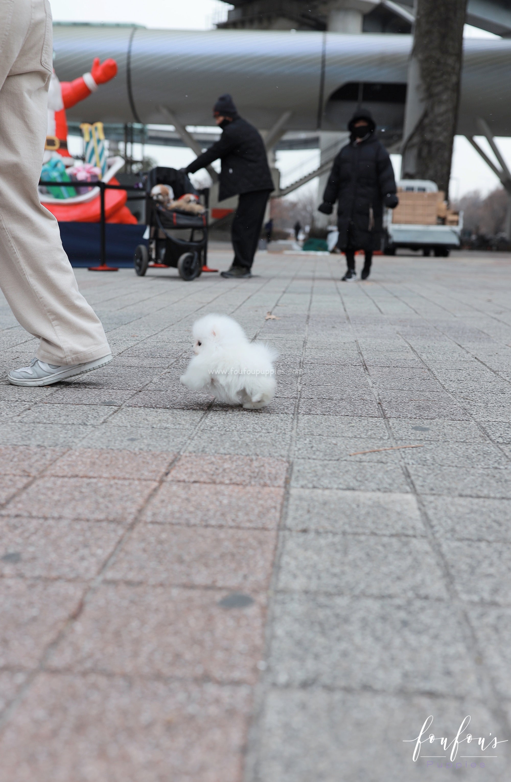 Frostine - Pomeranian F.